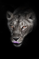 Fototapeta na wymiar Lunar ash gray head of greedy licking lioness