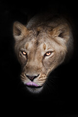 Obraz na płótnie Canvas Head greedy licking lioness on