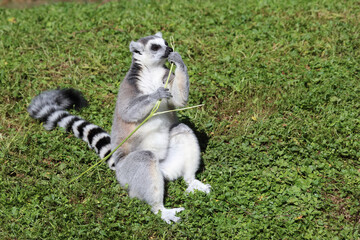 Katta / Ring-tailed lemur / Lemur catta