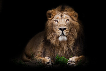 Fototapeta na wymiar A handsome lion in full growth imposingly sits in the night darkness in front of a green bush like a king of beasts, a black mane, a powerful body