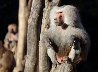 Mantelpavian / Hamadryas baboon / Papio hamadryas.