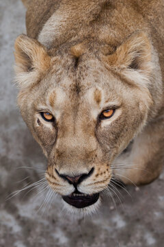 Eagerly looks at you with hungry eyes from the bottom up, a hungry lioness opens her mouth