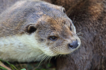 Eurasischer Fischotter / Eurasien otter / Lutra lutra