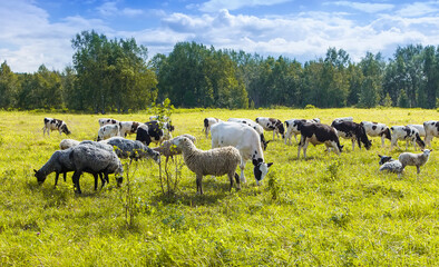 The flock of sheep and cows pasturing on green and yellow grass in a sunny day