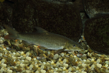Barbe / Common barbel / Barbus barbus
