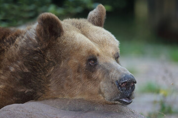 Fototapeta premium Europäischer Braunbär / European brown bear/ Ursus arctos