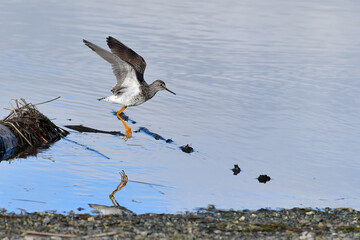 A lesser yellowlegs (Tringa flavipes) flies along the shoreline at Reflections Lake, Alaska.