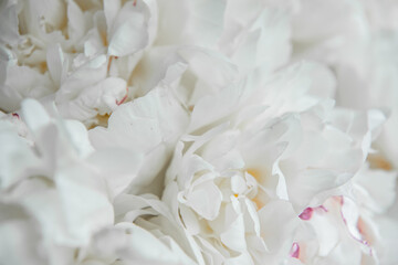 White peonies background. Tender white flowers texture. Close uo. Macro. Copy space.
