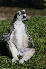 Katta / Ring-tailed lemur / Lemur catta