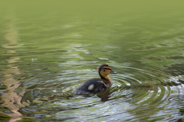 Beautiful view of cute duck baby (Mallard duckling) with nice colors of lake water on university campus, Dublin, Ireland. Copy space. Soft and selective focus