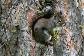 American Red Squirrel (Tamiasciurus hudsonicus)