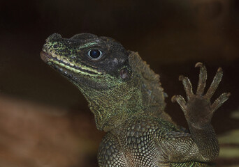 Molukkensegelechse / Weber's crested lizard or Weber's sailfin lizard / Hydrosaurus weberi