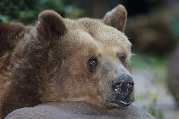 Europäischer Braunbär / European brown bear/ Ursus arctos