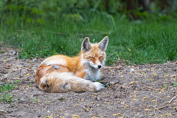 Naklejka na ściany i meble Young American red fox (Vulpes fulva)