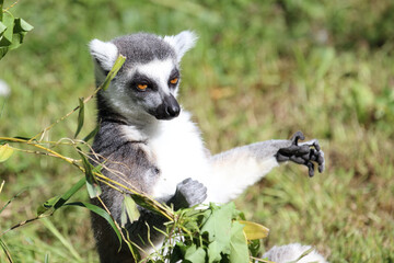 Katta / Ring-tailed lemur / Lemur catta