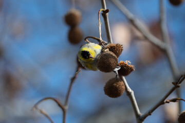 American Goldfinch (Carduelis tristis) Eating Sycamore Tree Seeds (Platanus occidentalis) in Early Spring