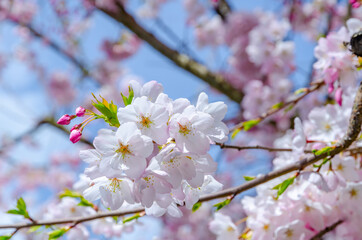 Blooming pink cherry blossom trees