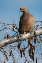Perching Mourning Dove (Zenaida macroura)