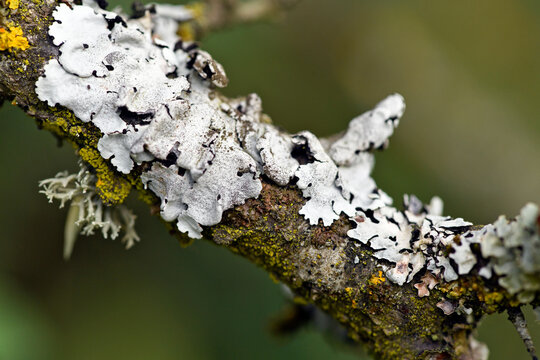 Baumflechten // Tree lichens (Lichen)