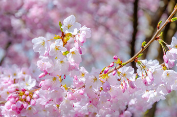 Blooming pink cherry blossom trees