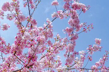 Blooming pink cherry blossom trees