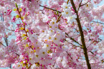 Blooming pink cherry blossom trees