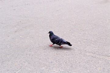 pigeon on the street