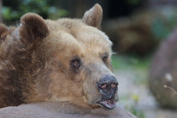 Europ&auml;ischer Braunb&auml;r / European brown bear/ Ursus arctos