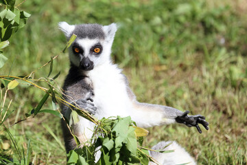 Katta / Ring-tailed lemur / Lemur catta