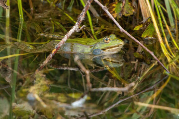 Frosch