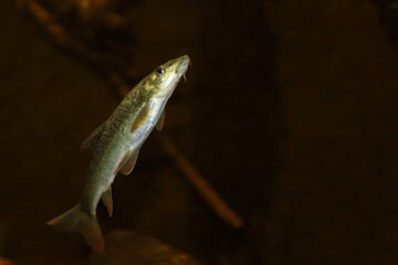 Barbe / Common barbel / Barbus barbus - obrazy, fototapety, plakaty