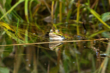 frosch