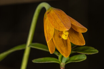 Yellow Bells (Fritillaria pudica) Flower