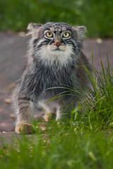 Naklejka na ściany i meble He looks puzzled. Wild fluffy cat Pallas' stern look in green grass. Full face full body