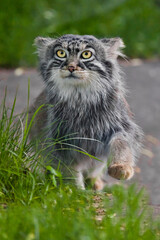 Indignant and strides. Wild fluffy cat Pallas' stern look in green grass - 437620026