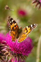 schmetterling
