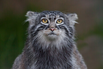 Funny but unsafe muzzle and upper body full face portrait of wild manul