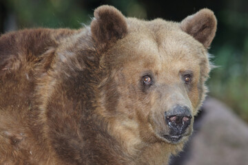 Europäischer Braunbär / European brown bear/ Ursus arctos