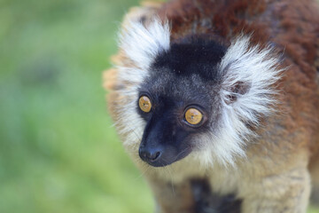Mohrenmaki / Black lemur / Eulemur macaco