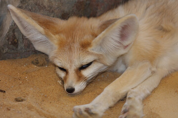 Fennek oder Wüstenfuchs / Fennec fox / Vulpes zerda - Fennecus zerda.