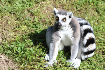 Fototapeta premium Katta / Ring-tailed lemur / Lemur catta