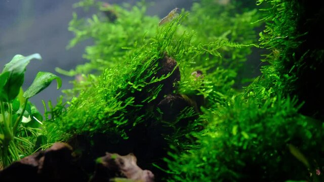 南米ウィローモスの苔を食べるミナミヌマエビの風景