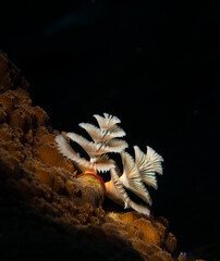 Christmas tree worm (Spirobranchus giganteus) on the reef off the Dutch Caribbean island of Saba