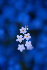 White forget-me-not flower on a blurry blue floral background	