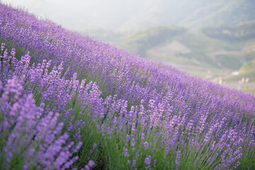 Fototapeta na wymiar Beautiful landscape with lavender flowers blooming 