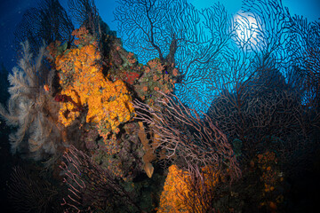 Fototapeta na wymiar Coral reefs on the Dutch Caribbean island of Saba