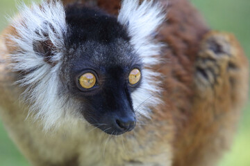 Mohrenmaki / Black lemur / Eulemur macaco