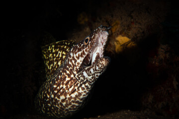 Spotted moray (Gymnothorax moringa) on the reef off the Dutch Caribbean island of Saba