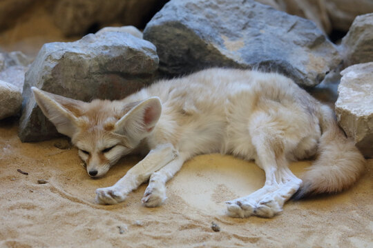 Fennek oder W&uuml;stenfuchs / Fennec fox / Vulpes zerda - Fennecus zerda.