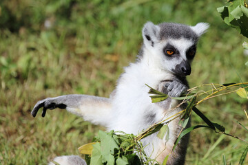 Katta / Ring-tailed lemur / Lemur catta
